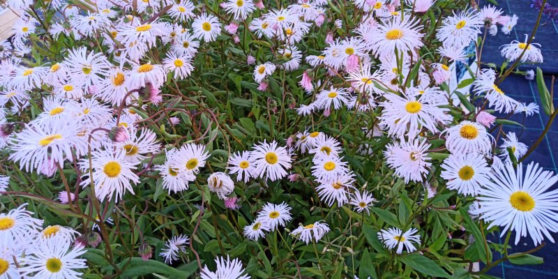 Erigeron hybride 'Sommerneuschnee' Мелколепестник красивый